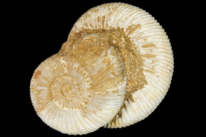 Pair Of Ammonite Perisphinctes Fossils Jurassic 133844 For Sale 4821